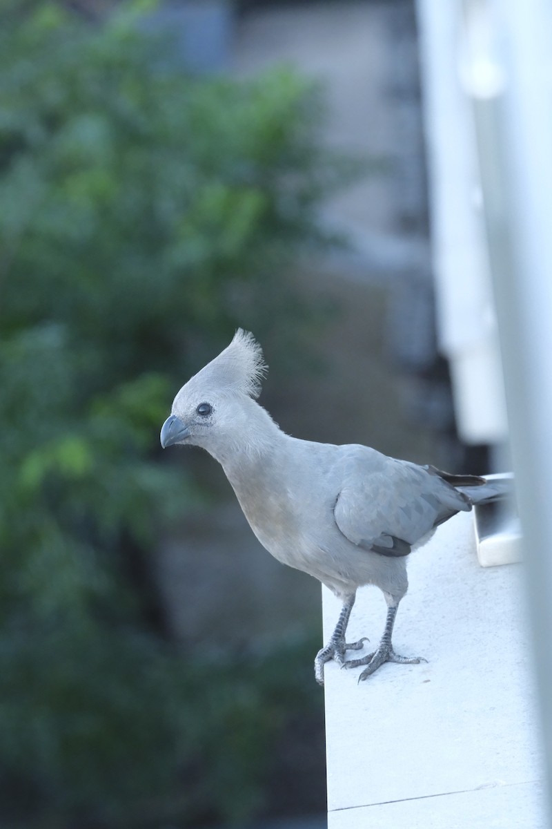 Gray Go-away-bird - ML645770800