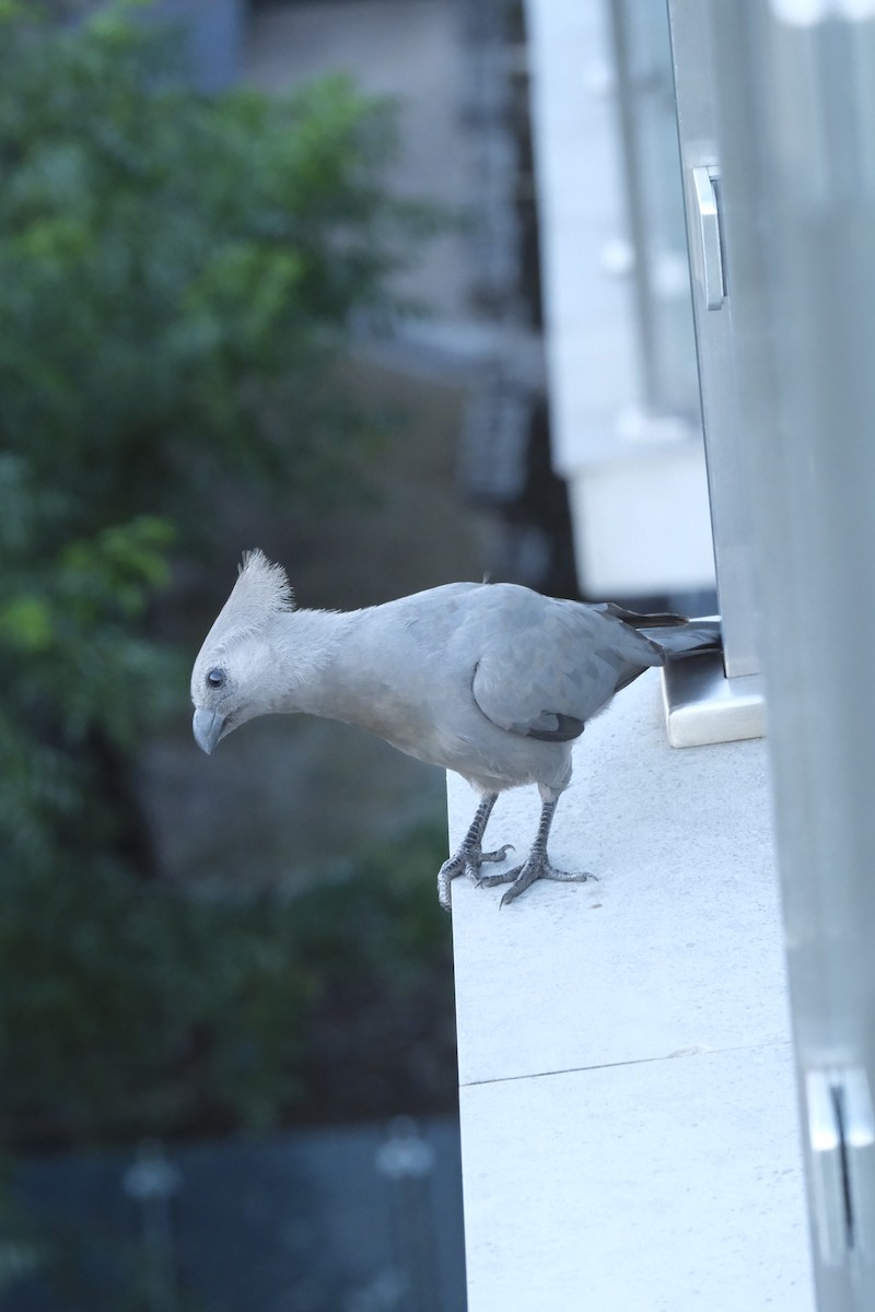 Gray Go-away-bird - ML645770801