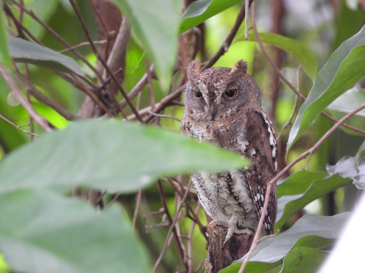 Oriental Scops-Owl - ML645770803