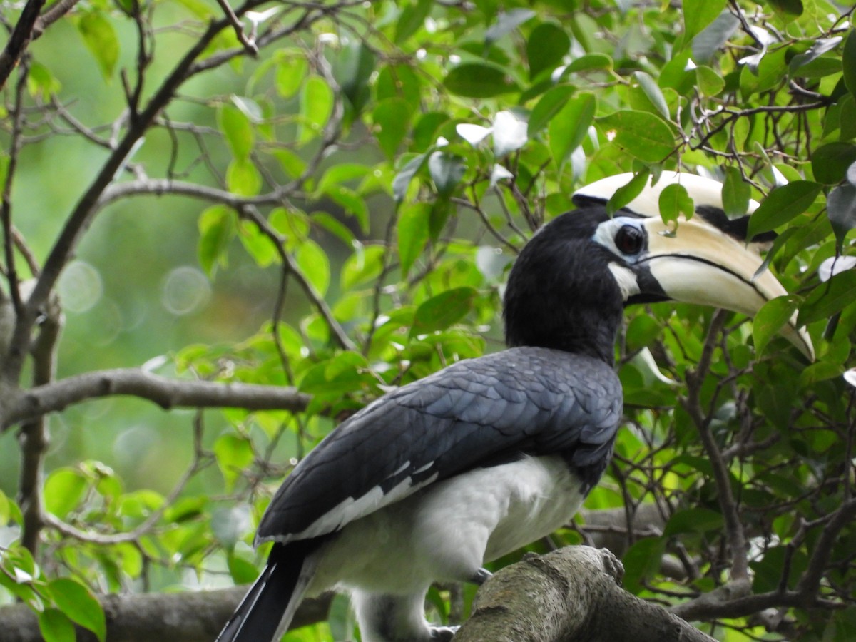 Oriental Pied-Hornbill - ML645770805