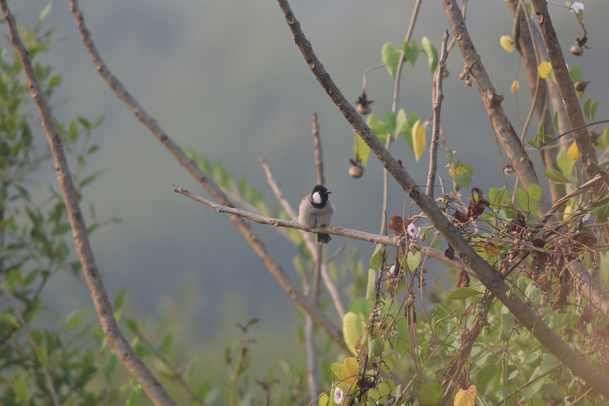 White-eared Bulbul - ML645770806