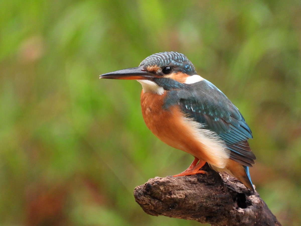 Common Kingfisher - ML645770811