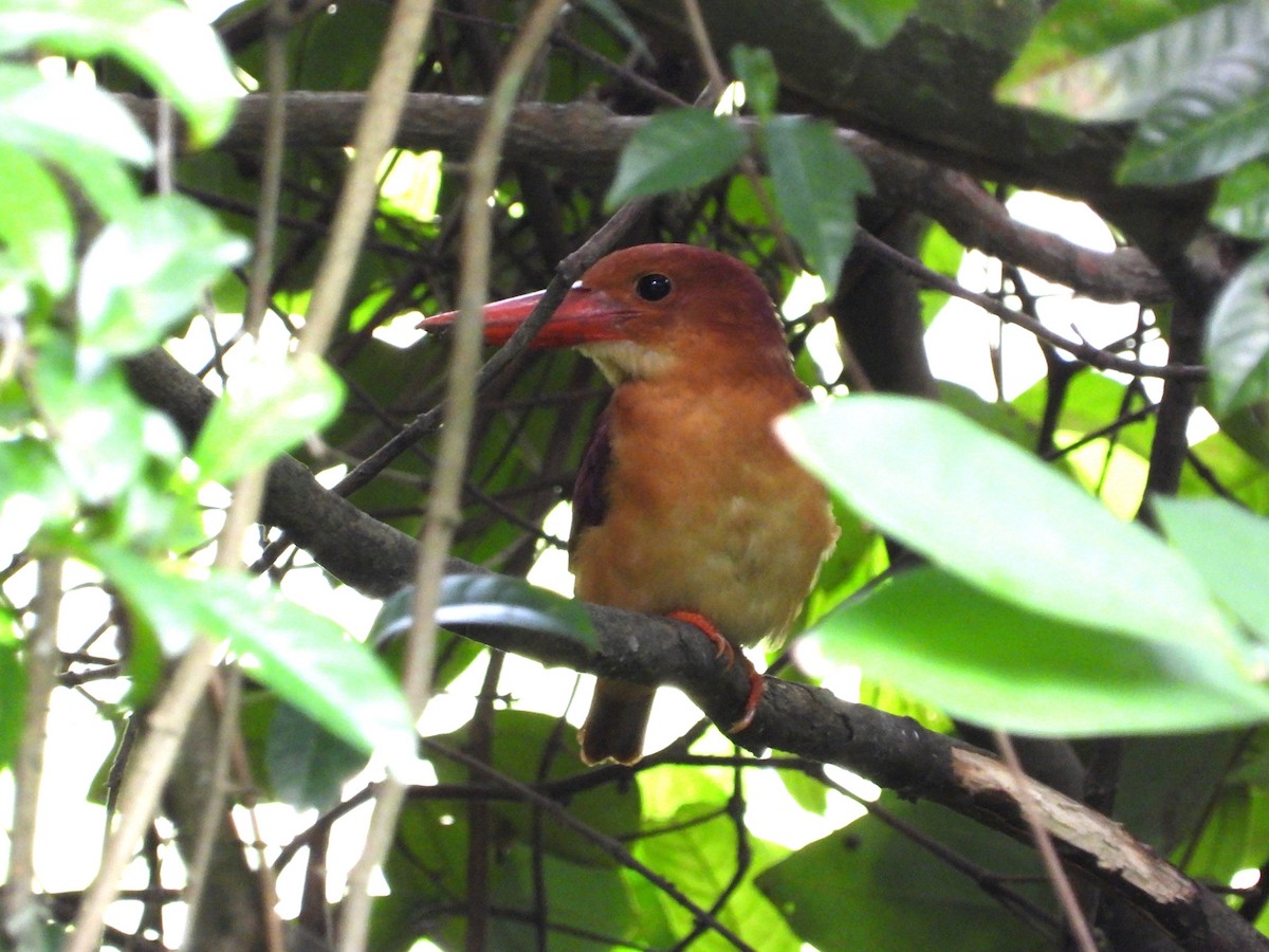 Ruddy Kingfisher - ML645770812