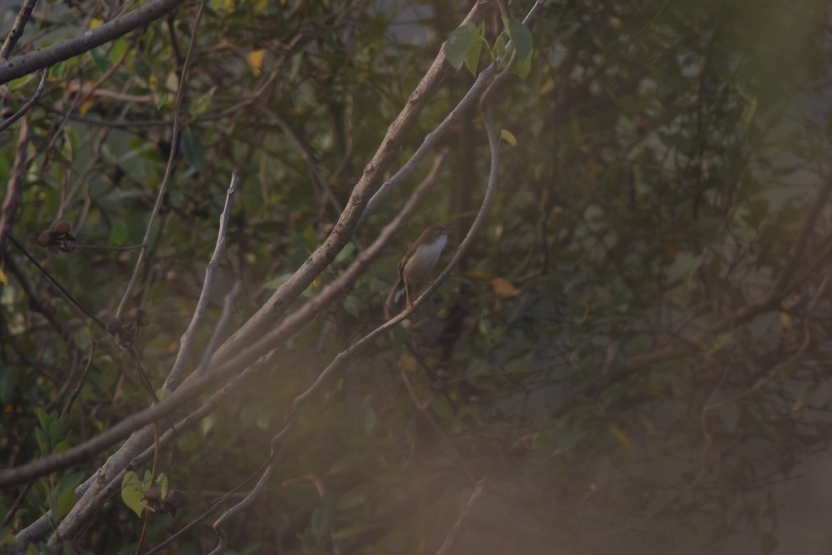 Timalí Ojigualdo - ML645770814