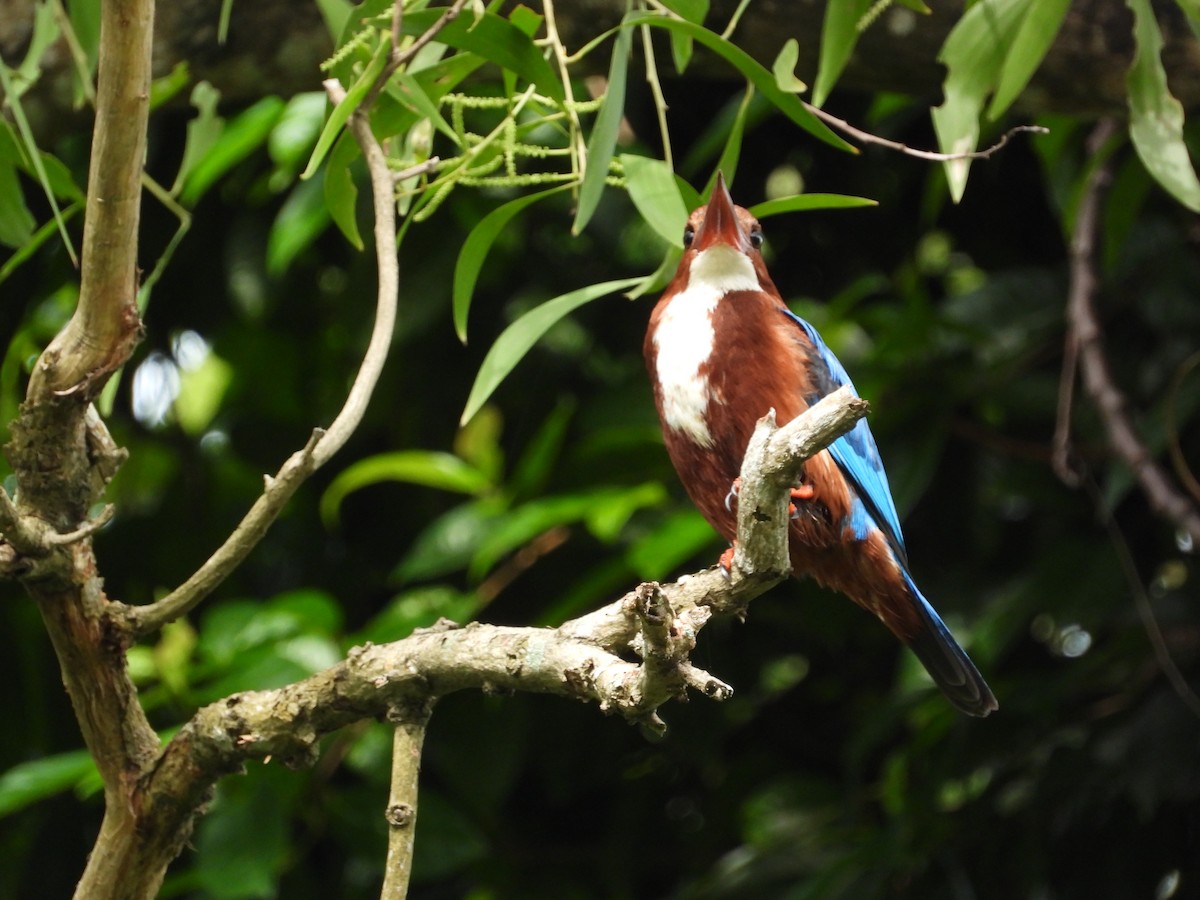 White-throated Kingfisher - ML645770815