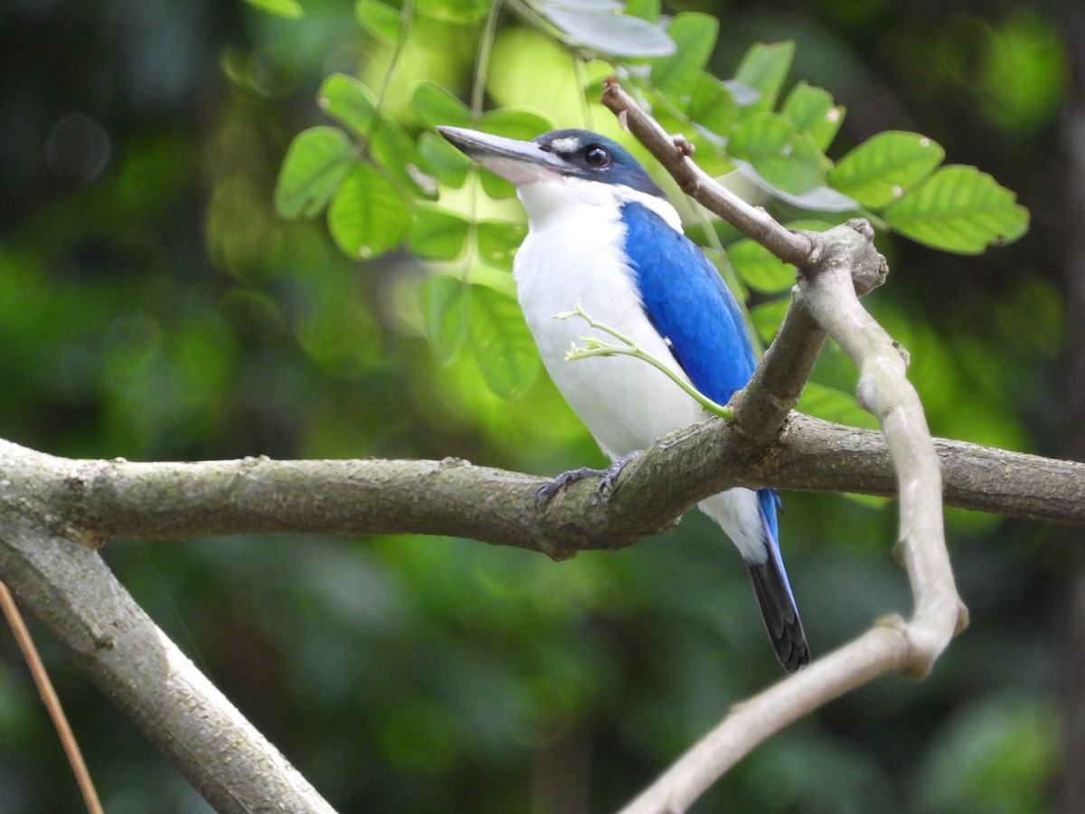Collared Kingfisher - ML645770816