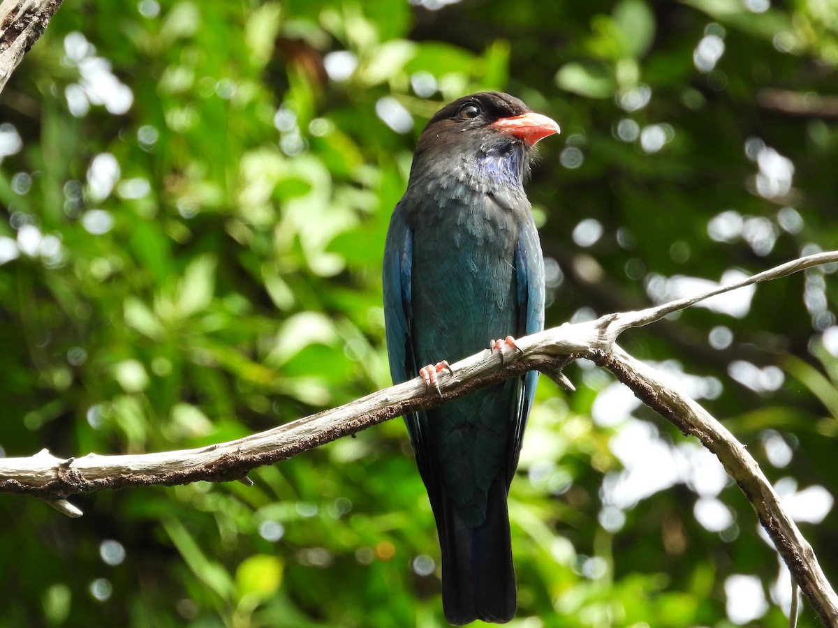 Dollarbird - ML645770818