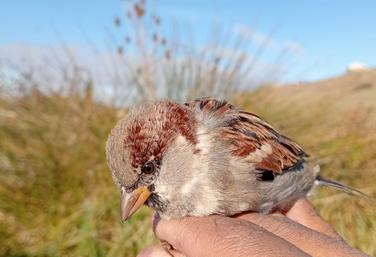 vrabec domácí - ML645770820