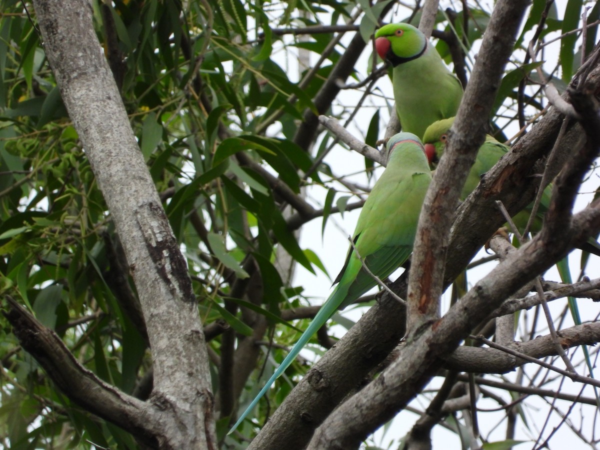 Rose-ringed Parakeet - ML645770822