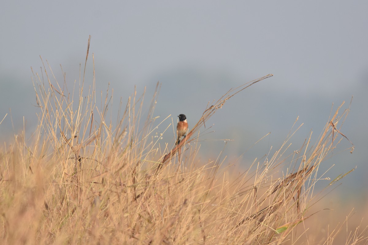 Siberian Stonechat - ML645770823