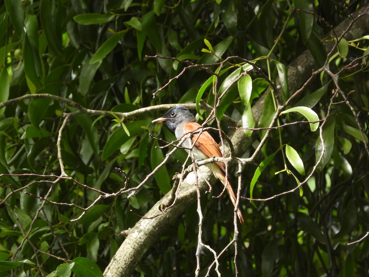 Amur Paradise-Flycatcher - ML645770824