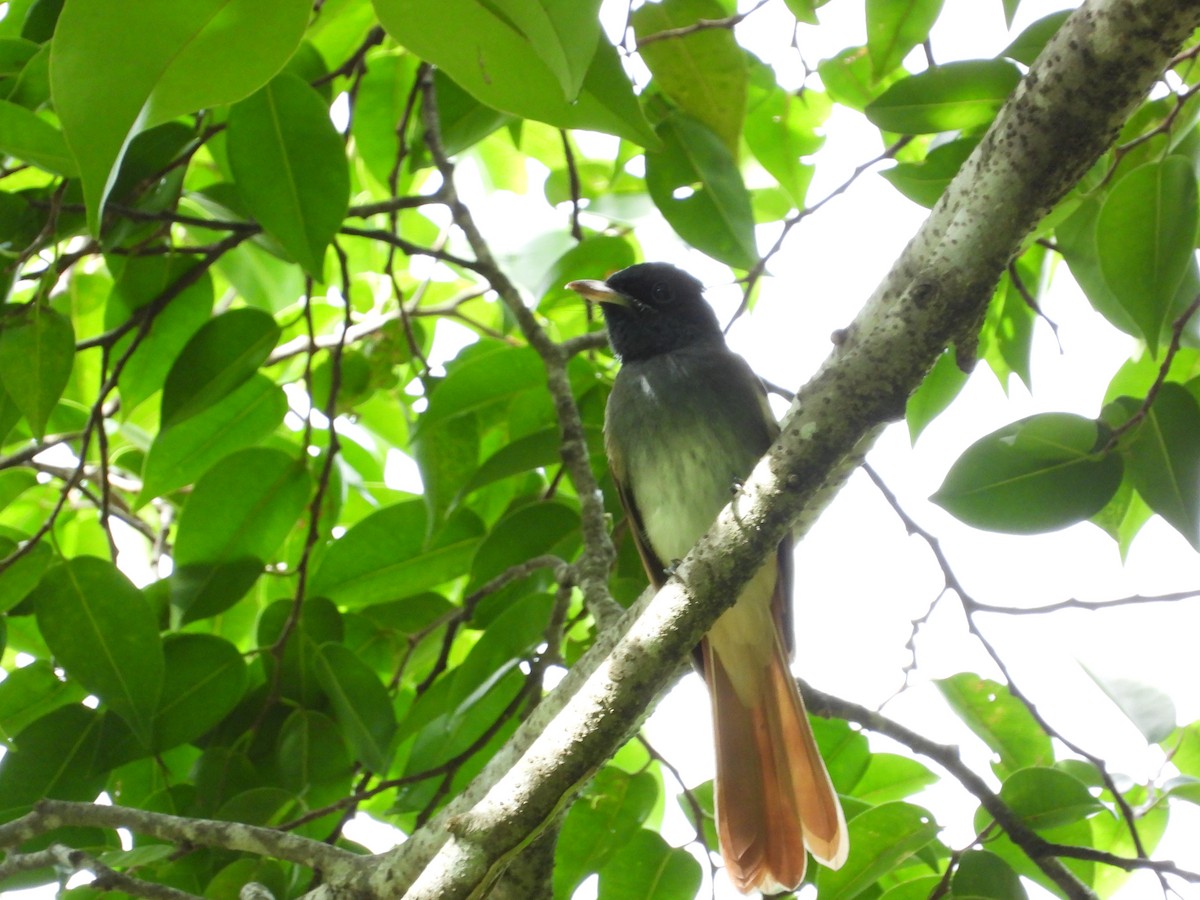Amur Paradise-Flycatcher - ML645770825