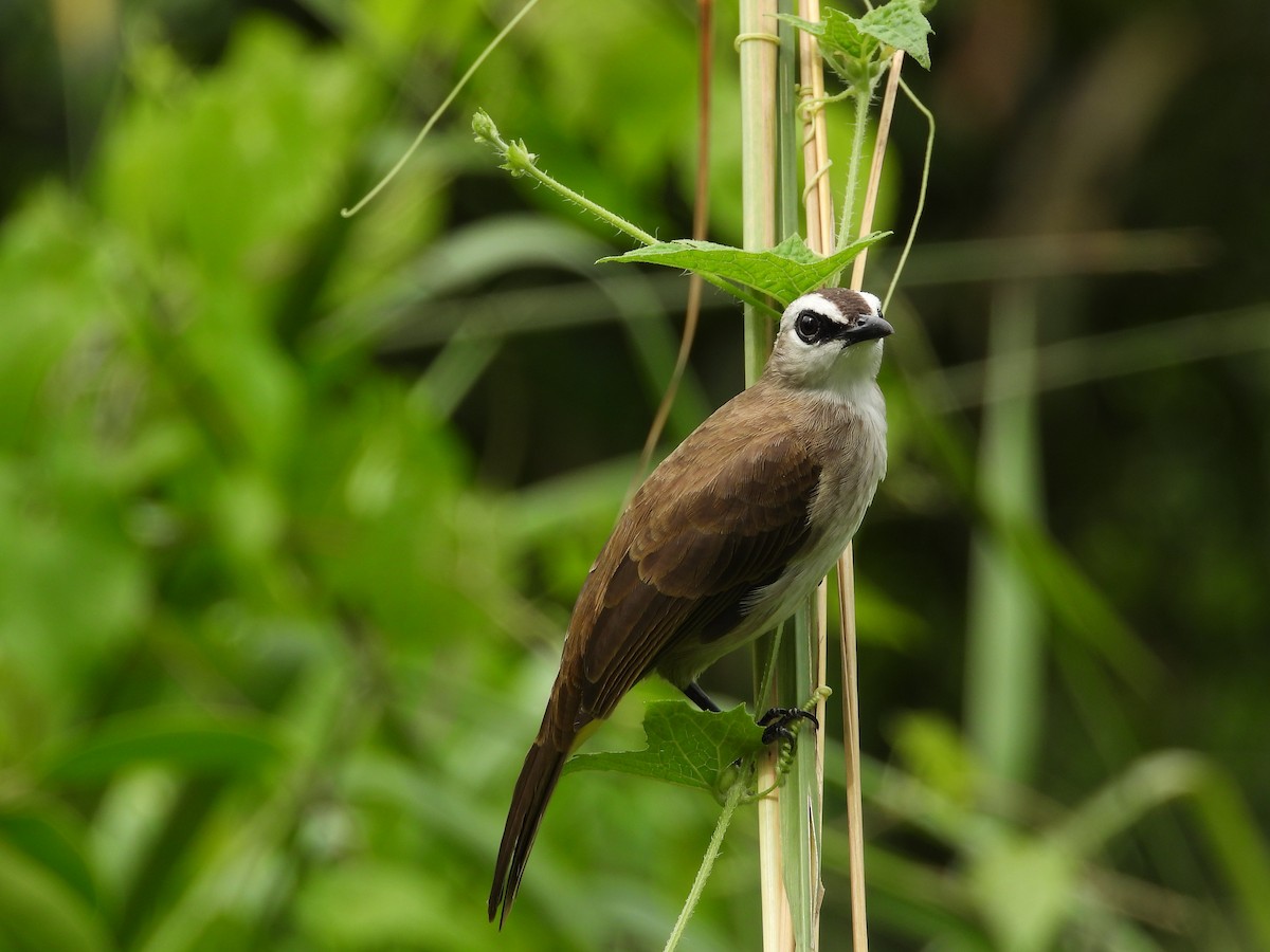 Yellow-vented Bulbul - ML645770827