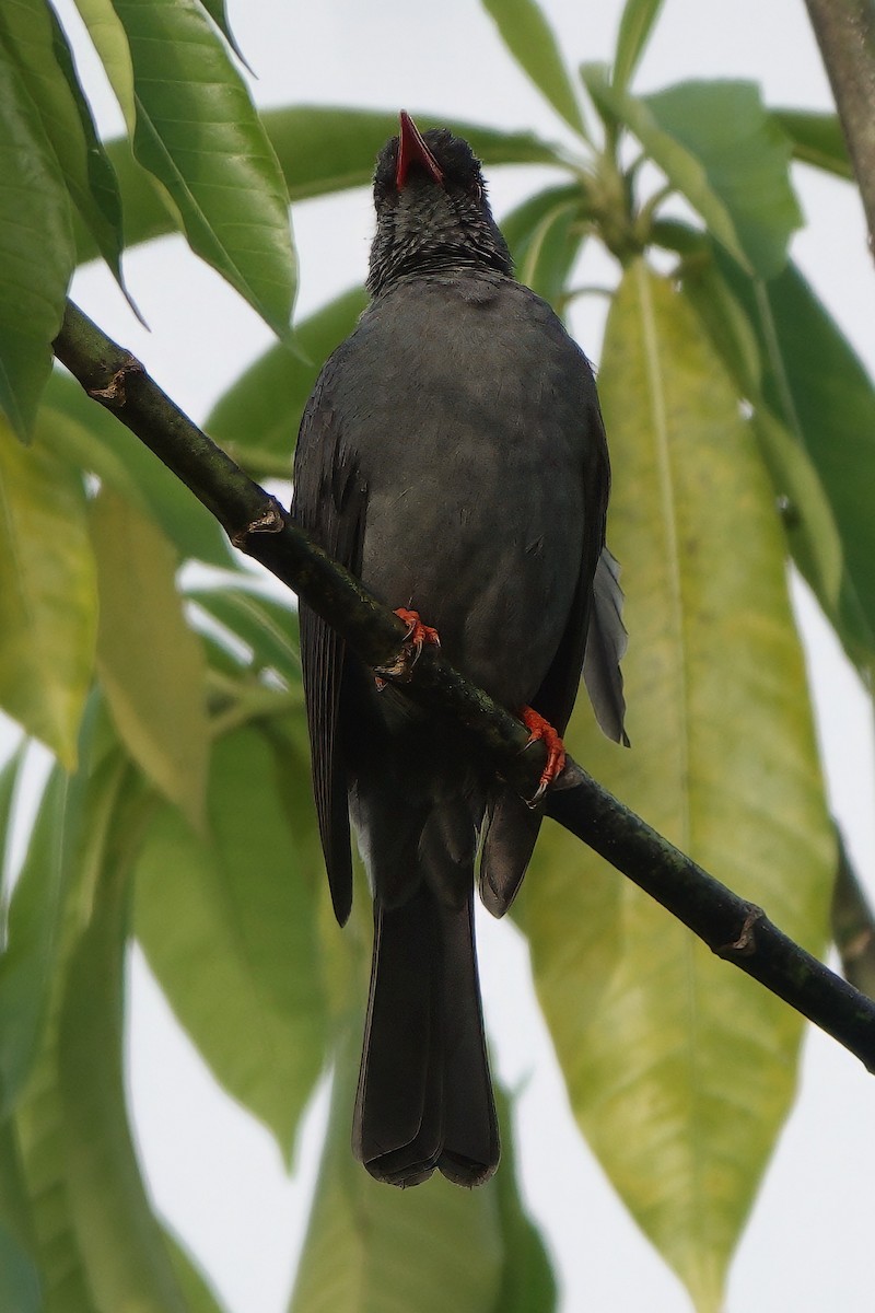 Горована індійська - ML645770828