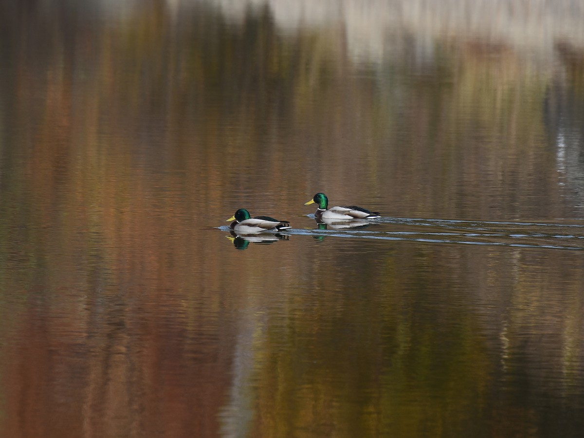 Mallard - ML645770829