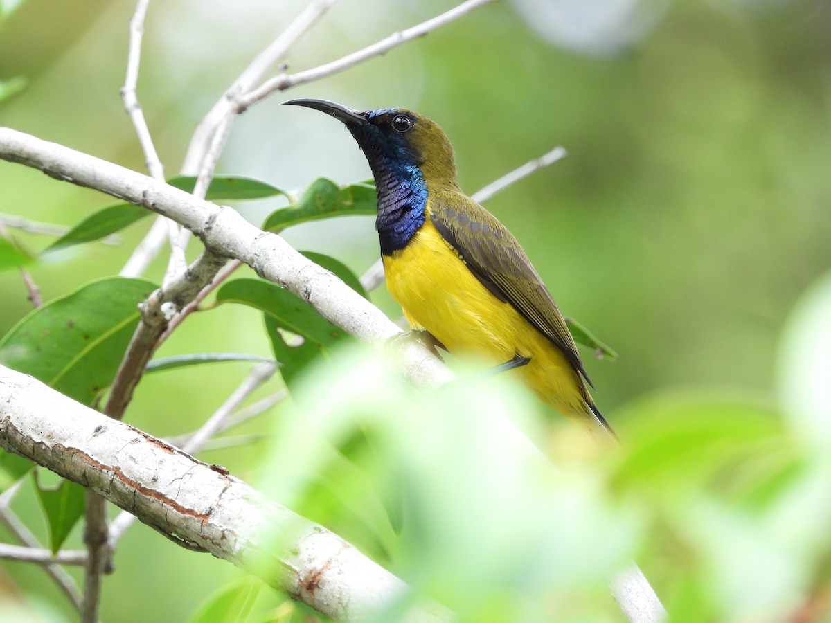 Ornate Sunbird - ML645770831