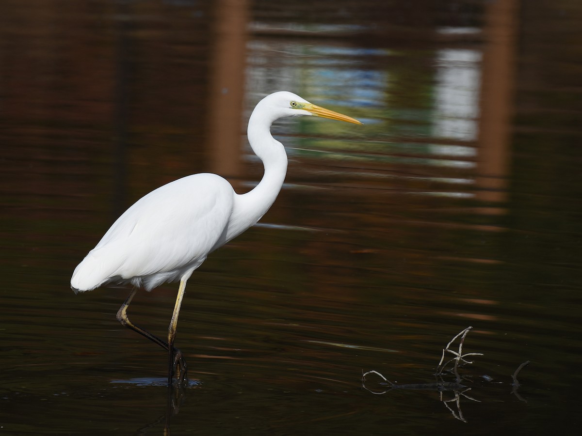 Garceta Grande - ML645770832