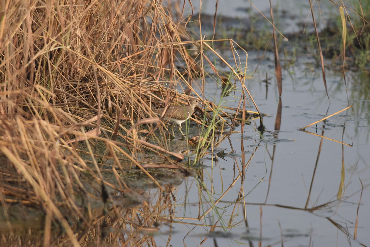 Common Sandpiper - ML645770835