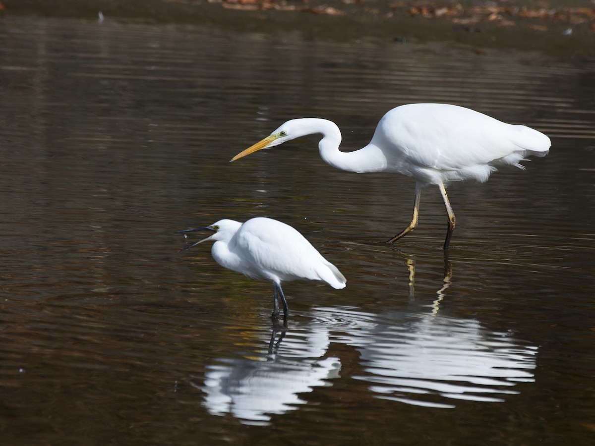 Little Egret - ML645770837