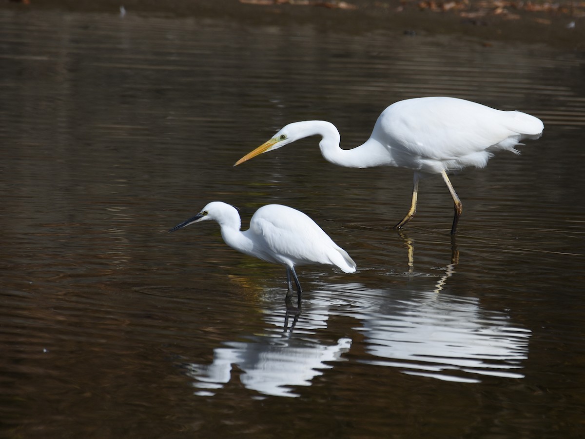 Little Egret - ML645770838