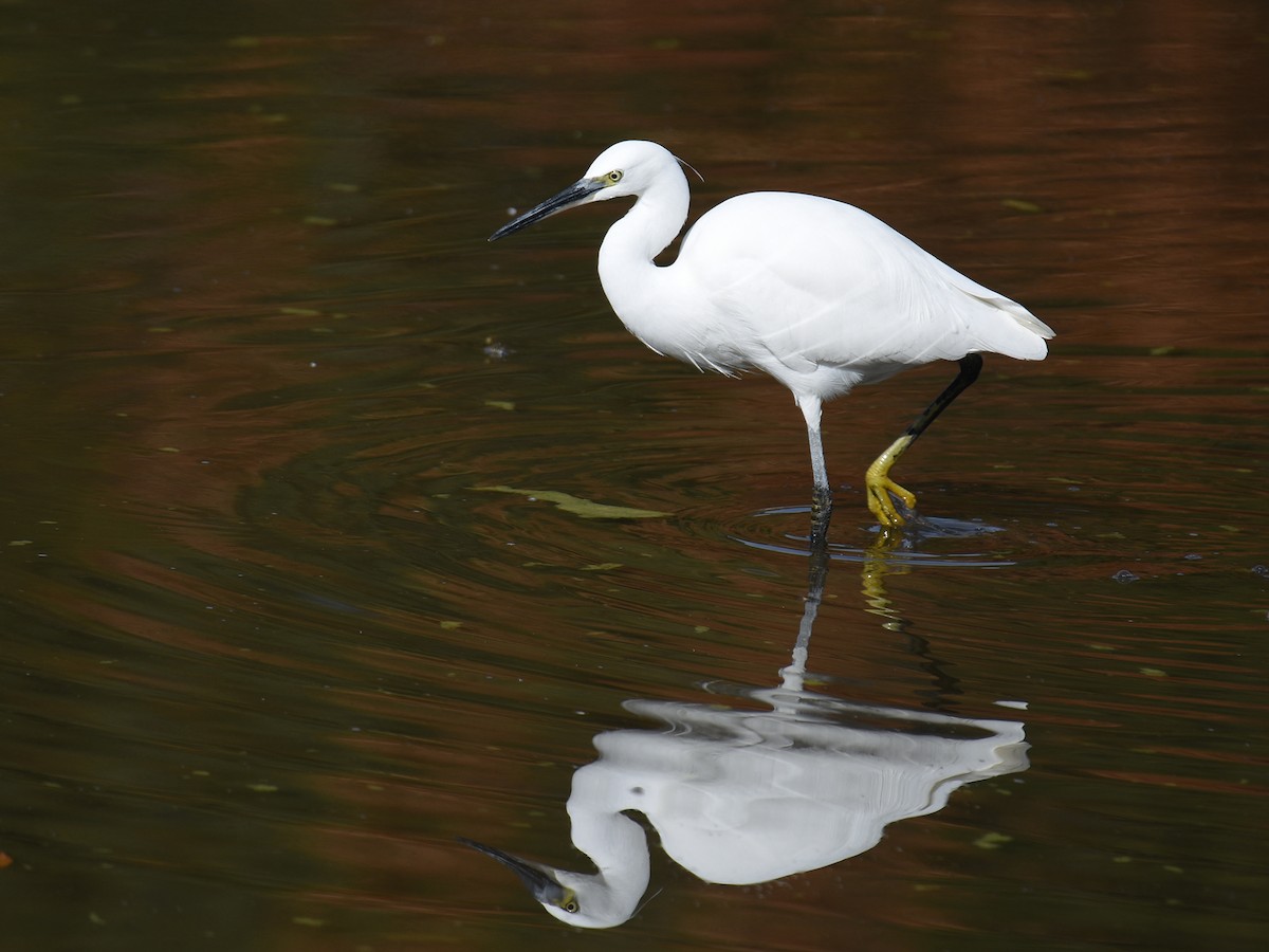 Little Egret - ML645770839