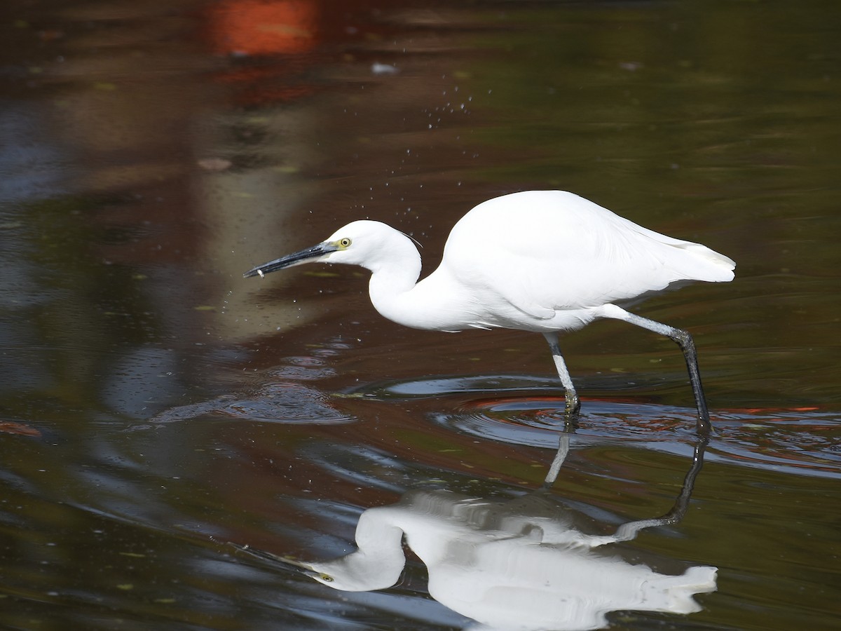 Little Egret - ML645770840