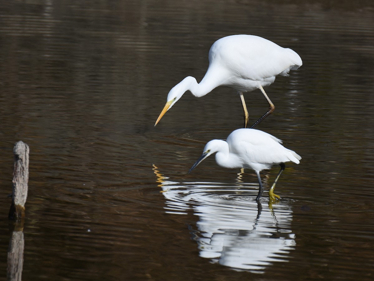 Little Egret - ML645770841