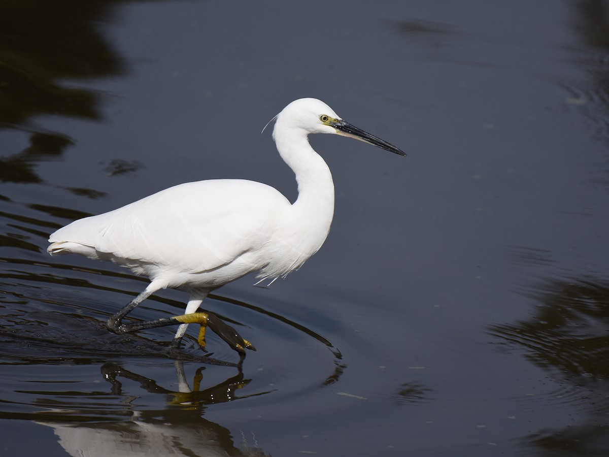 Little Egret - ML645770842