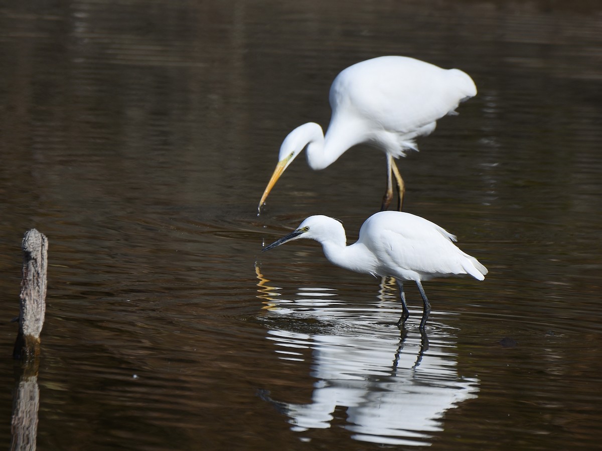 Little Egret - ML645770843