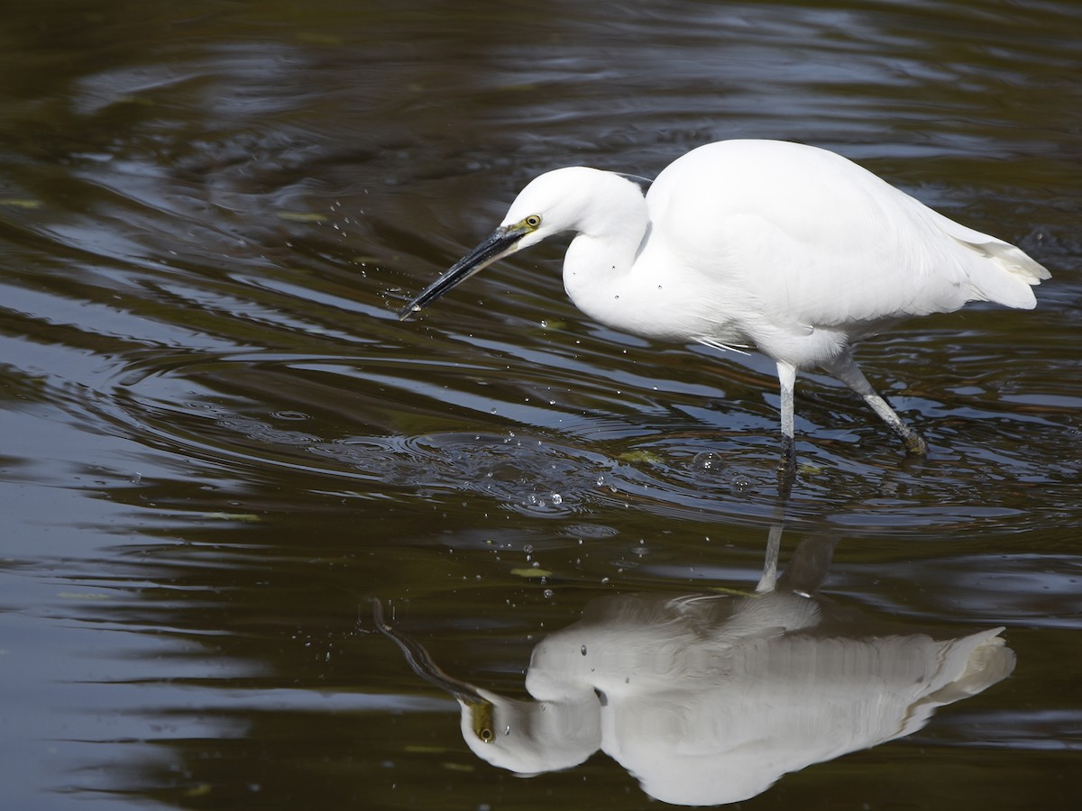 Little Egret - ML645770844