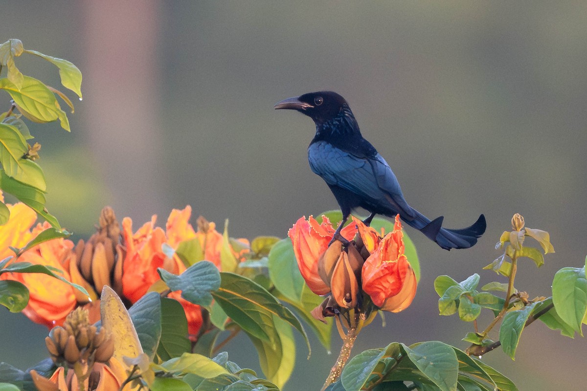 Hair-crested Drongo - ML645770856