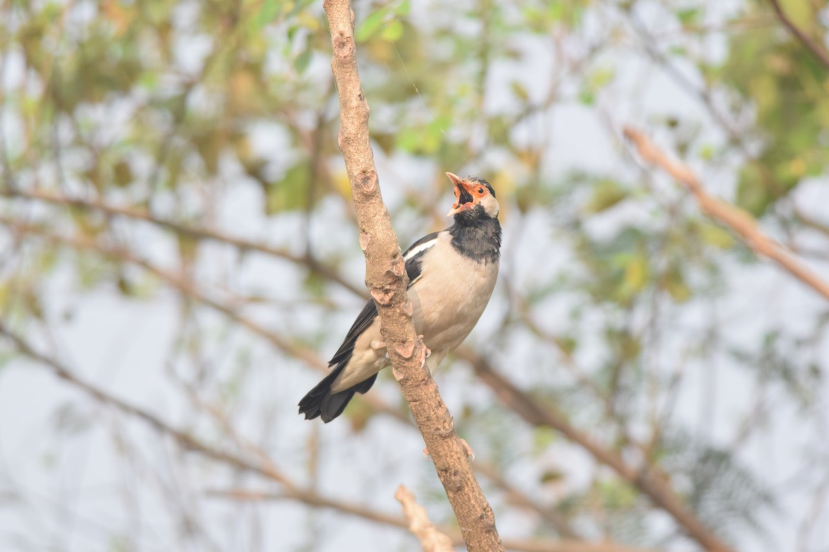 Indian Pied Starling - ML645770869