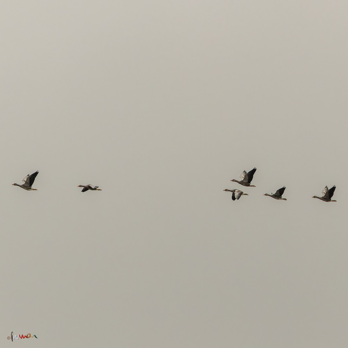 Graylag Goose - ML645770870