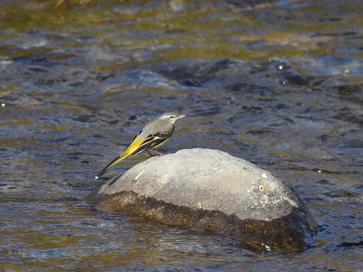 Gray Wagtail - ML645770876