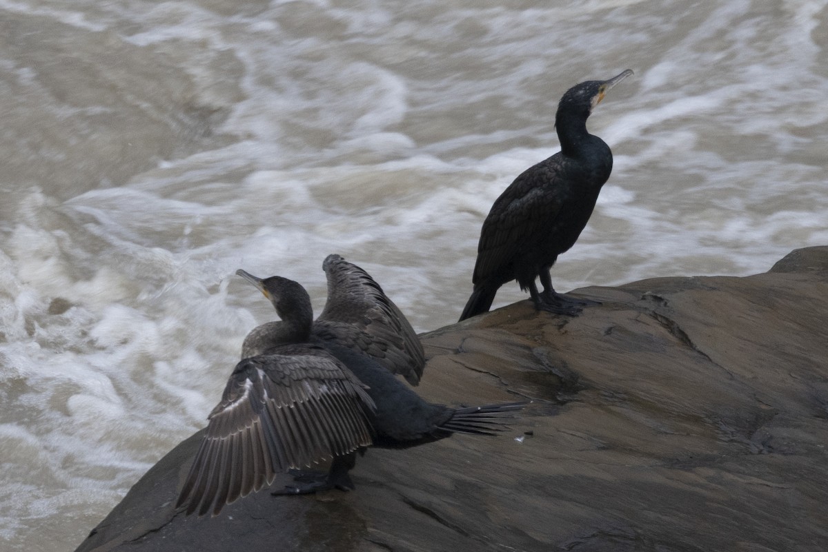 storskarv - ML645770882