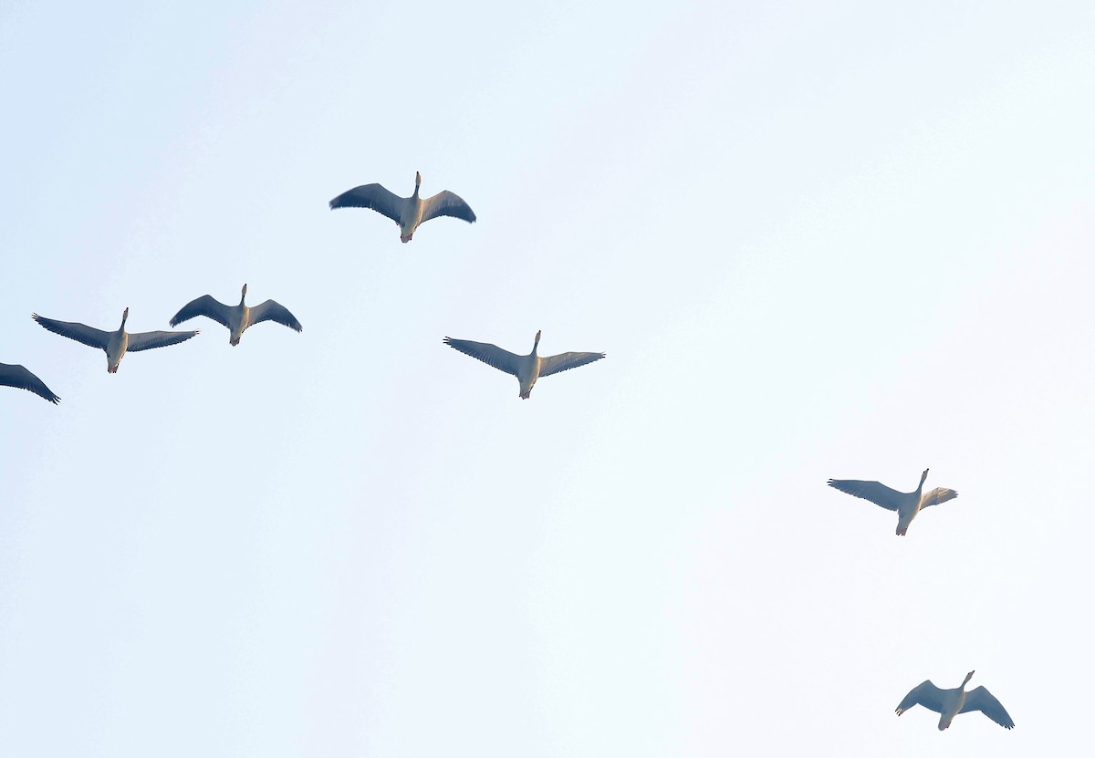 Гуска гірська - ML645770886