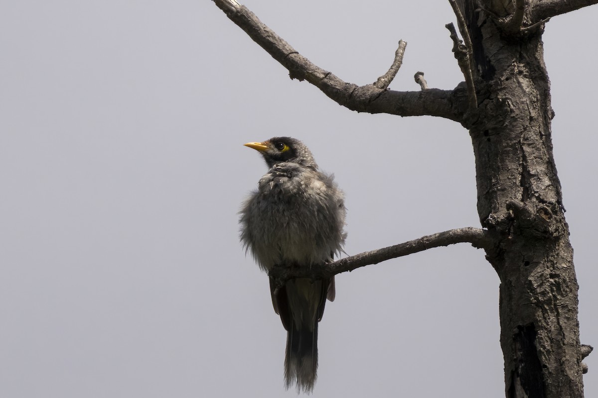 Noisy Miner - ML645770888
