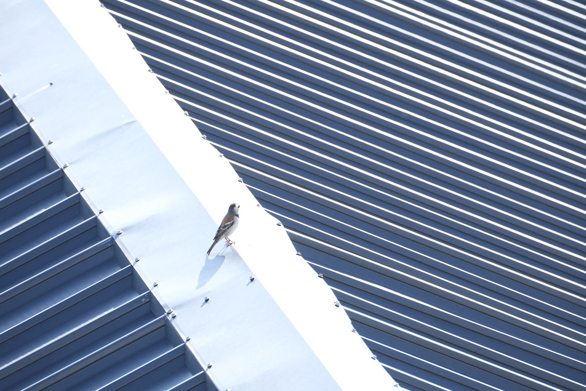 Cape Sparrow - ML645770889