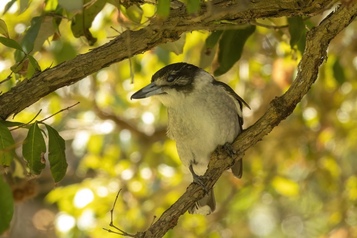Gray Butcherbird - ML645770890