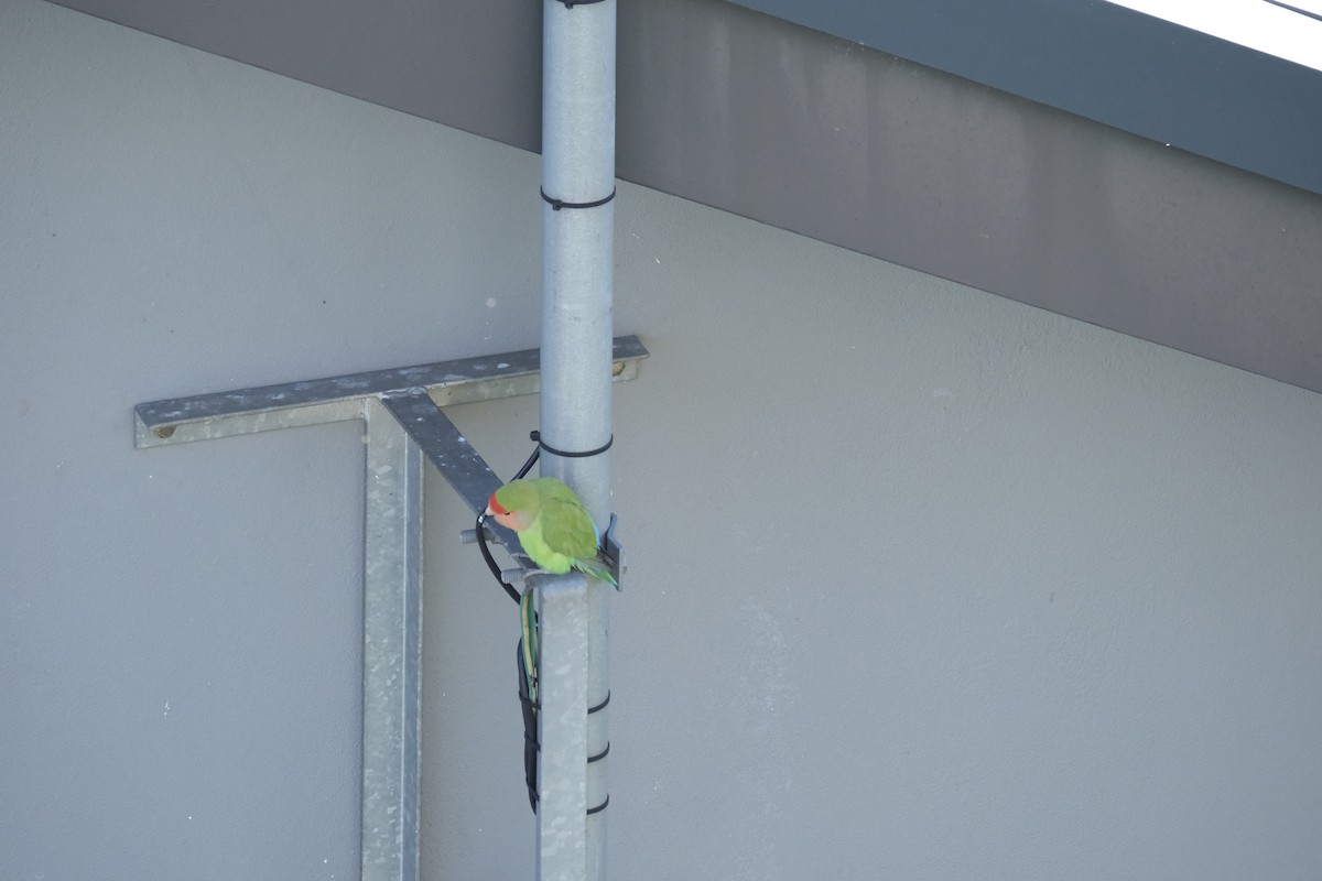 Rosy-faced Lovebird (Domestic type) - ML645770891
