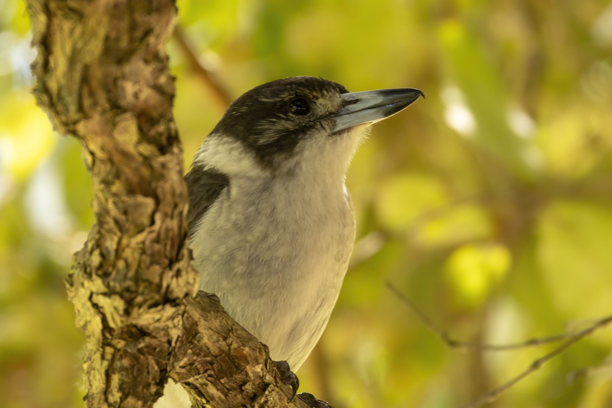 Gray Butcherbird - ML645770896
