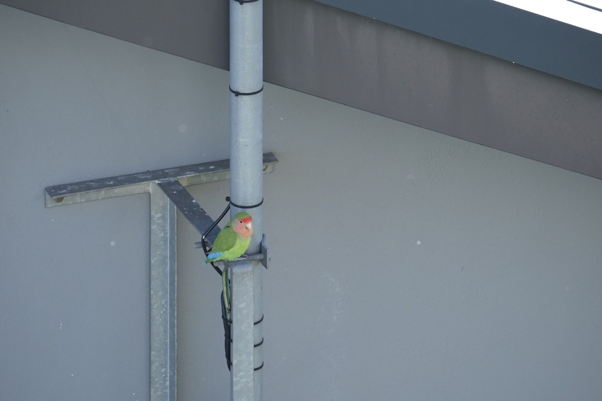 Rosy-faced Lovebird (Domestic type) - ML645770897