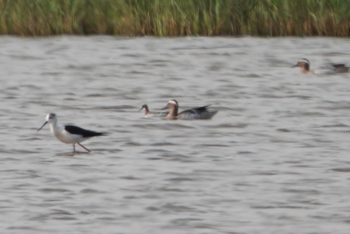 Red-necked Phalarope - ML645770898