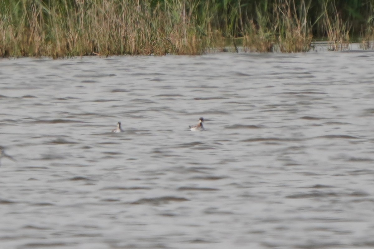 Red-necked Phalarope - ML645770899
