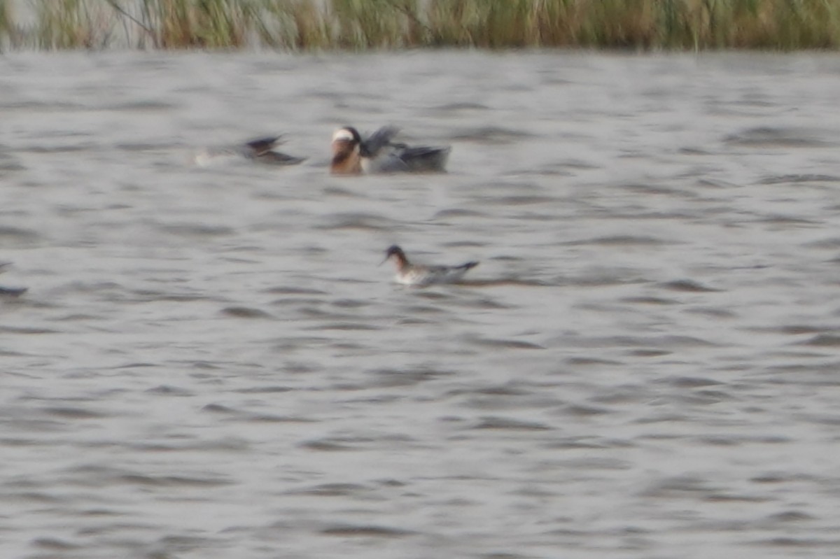 Red-necked Phalarope - ML645770900