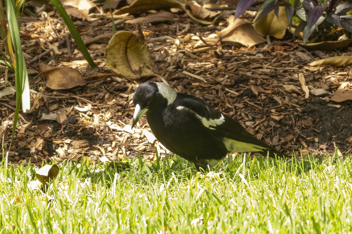 Australian Magpie - ML645770904