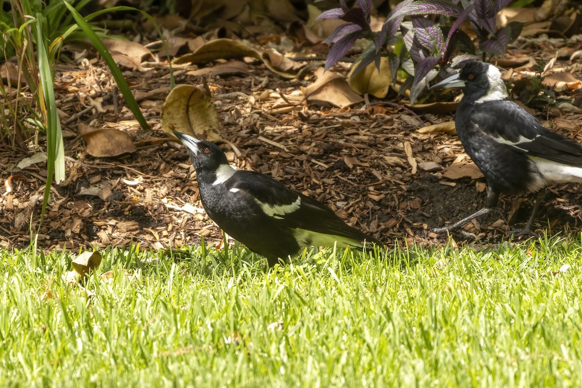 Australian Magpie - ML645770905