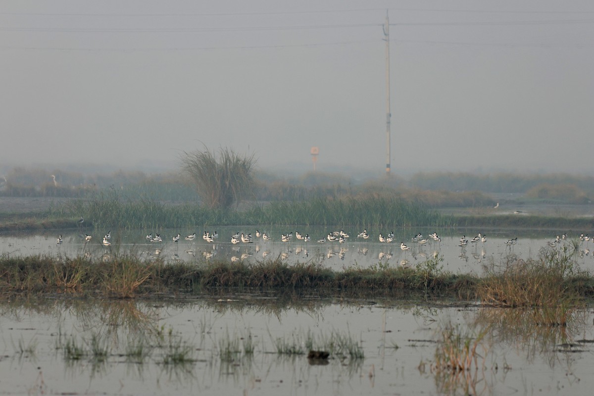 Pied Avocet - ML645770906