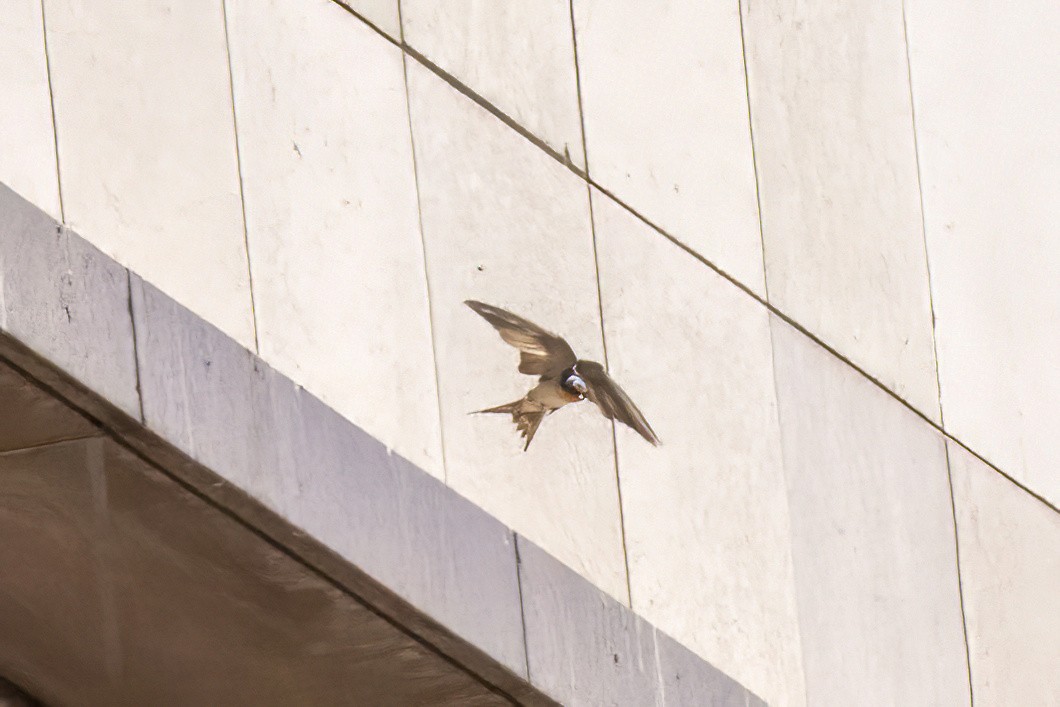 Welcome Swallow - ML645770908