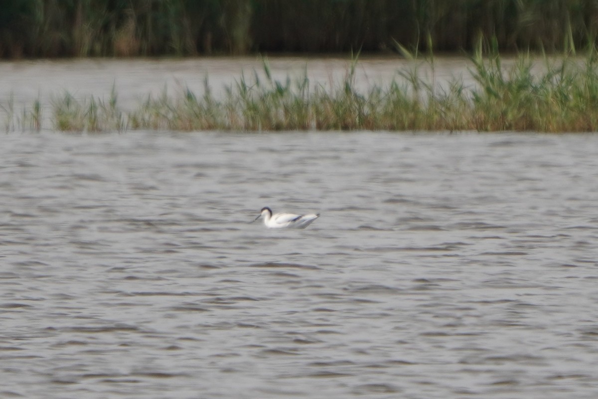Pied Avocet - ML645770909